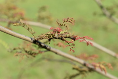 Libidibia paraguariensis