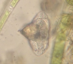 Lepadella triptera
