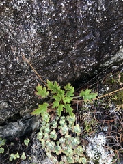 Heuchera micrantha diversifolia