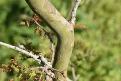 Libidibia paraguariensis