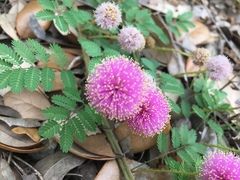 Mimosa quadrivalvis