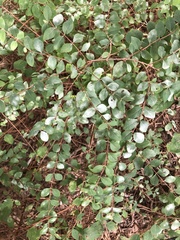 Erysiphe symphoricarpi