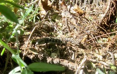 Elgaria multicarinata