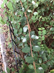 Erysiphe symphoricarpi