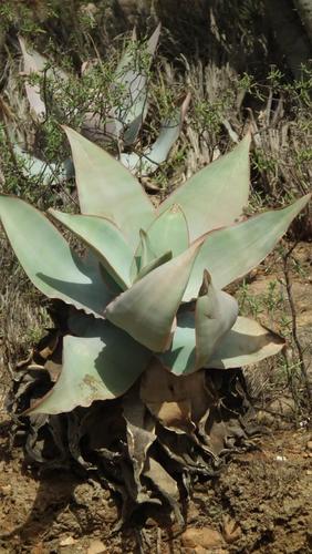 Aloe striata