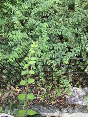 Erysiphe symphoricarpi