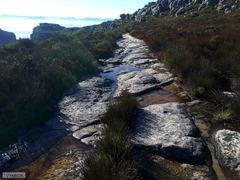 Arthroleptella lightfooti