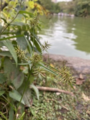 Cyperus engelmannii