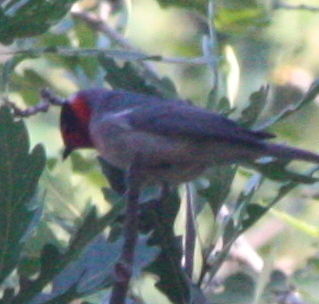 Cardellina rubrifrons