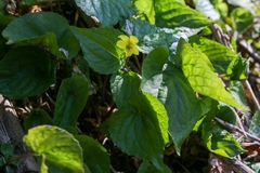 Viola brevistipulata
