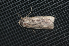 Agrotis munda