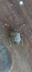 Halyomorpha halys