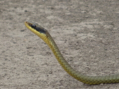 Chironius maculoventris