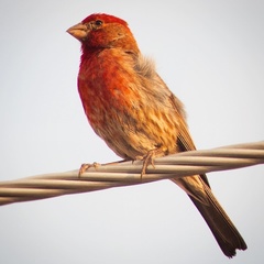 Haemorhous mexicanus