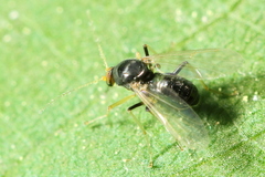 Stilobezzia antennalis