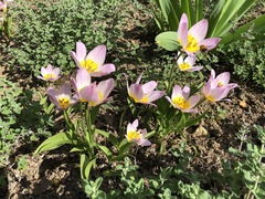 Tulipa saxatilis