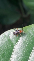 Horciasinus signoreti