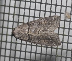 Calathusa hypotherma