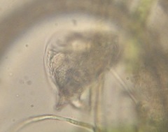 Lepadella triptera