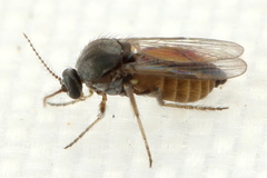 Dasyhelea