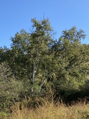 Platanus wrightii