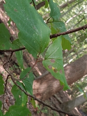 Phyllosticta hamamelidis