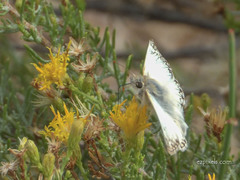 Heliopetes ericetorum