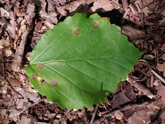 Phyllosticta hamamelidis