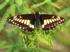 Papilio hellanichus