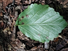 Phyllosticta hamamelidis