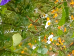 Argiope trifasciata