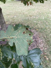 Aceria querci