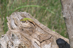 Podarcis siculus campestris