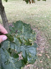 Aceria querci