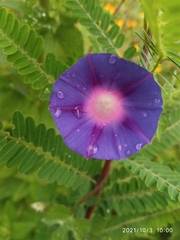 Ipomoea purpurea
