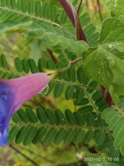 Ipomoea purpurea