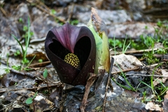 Symplocarpus renifolius