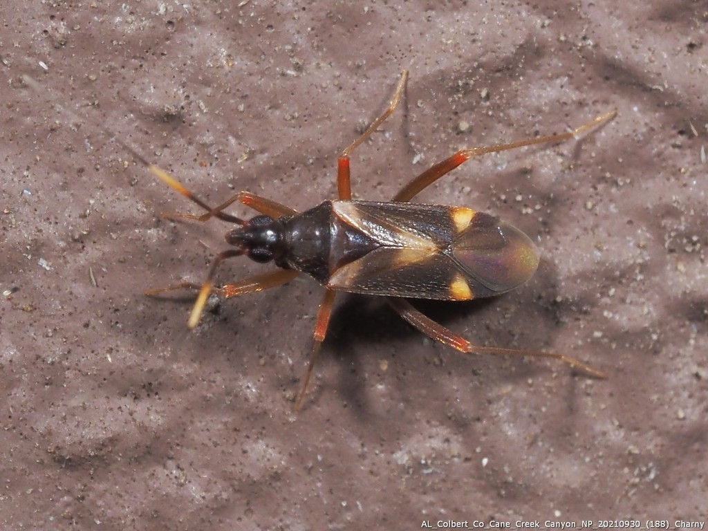 Fulvius subnitens