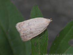 Inga cretacea
