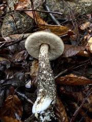 Leccinum snellii