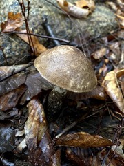 Leccinum snellii