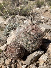 Escobaria vivipara arizonica