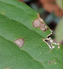 Diplocarpon
