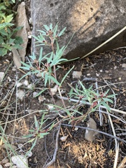 Euphorbia exstipulata