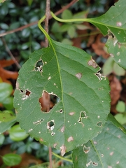 Diplocarpon