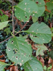 Diplocarpon