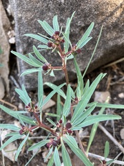 Euphorbia exstipulata