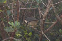 Apalis thoracica capensis