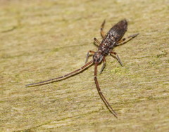 Paronellides