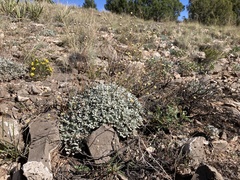 Eriogonum havardii
